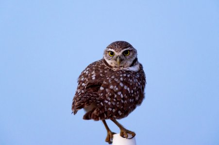 Owl Bird Fauna Beak