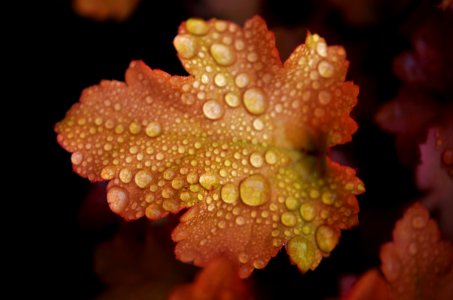 Close Up Macro Photography Coral Leaf photo