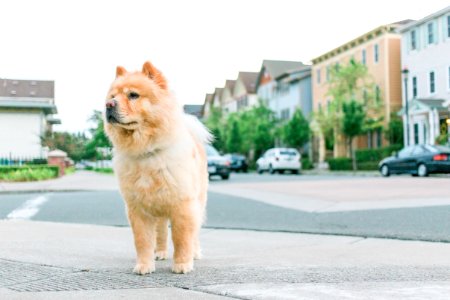 Dog Dog Like Mammal Dog Breed Mammal