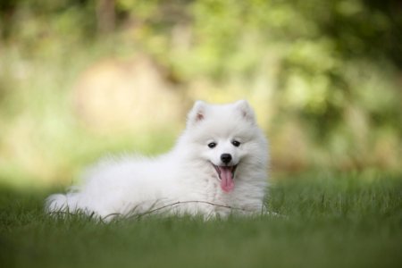 Dog Like Mammal Dog Breed Mammal Japanese Spitz photo