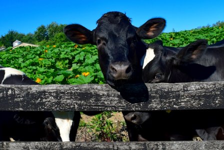 Cattle Like Mammal Fauna Dairy Cow Grass