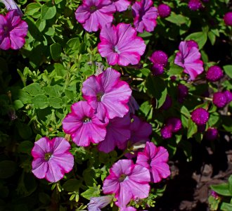 Flower Plant Flowering Plant Annual Plant photo