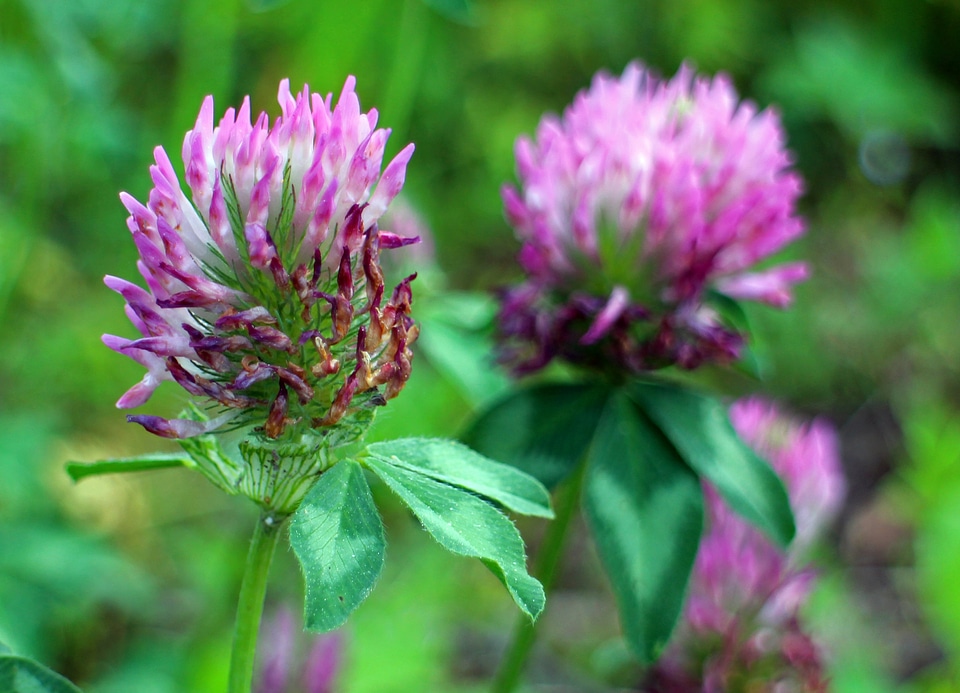 Flowers purple fodder plant photo