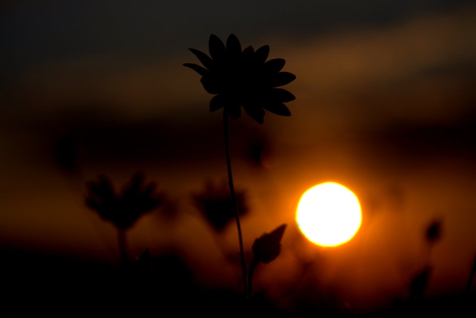 Flower Sky Morning Sun