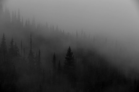 Fog Mist Black And White Atmosphere photo