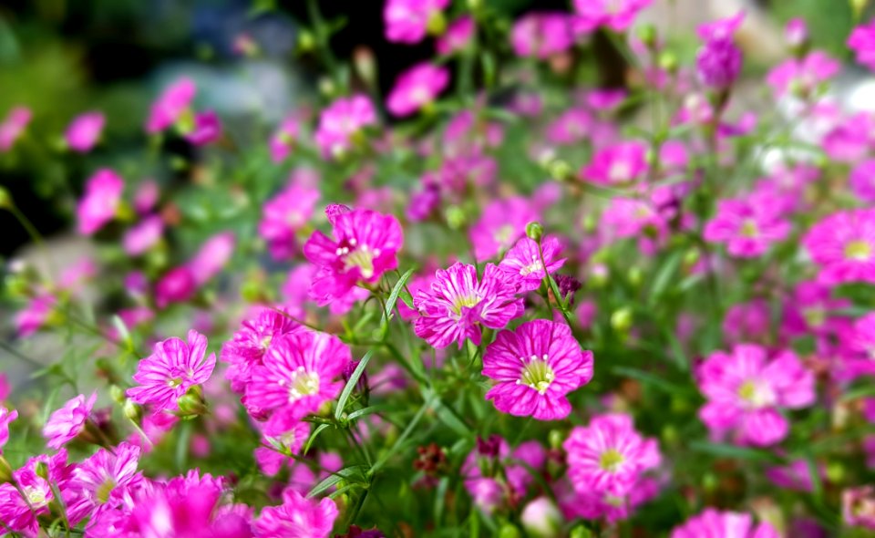 Flower Plant Pink Flora