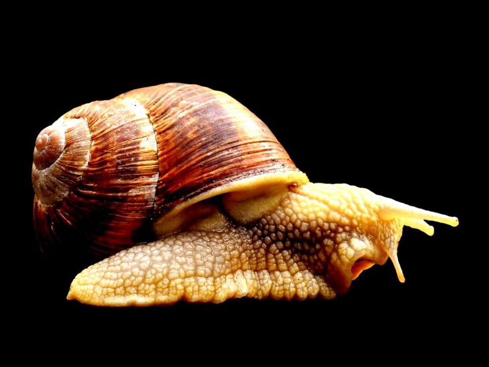 Snails And Slugs Conchology Molluscs Snail