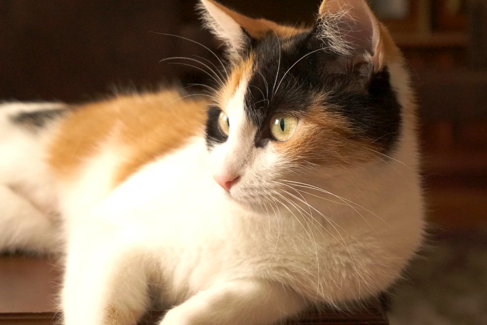Cat Whiskers Small To Medium Sized Cats Nose