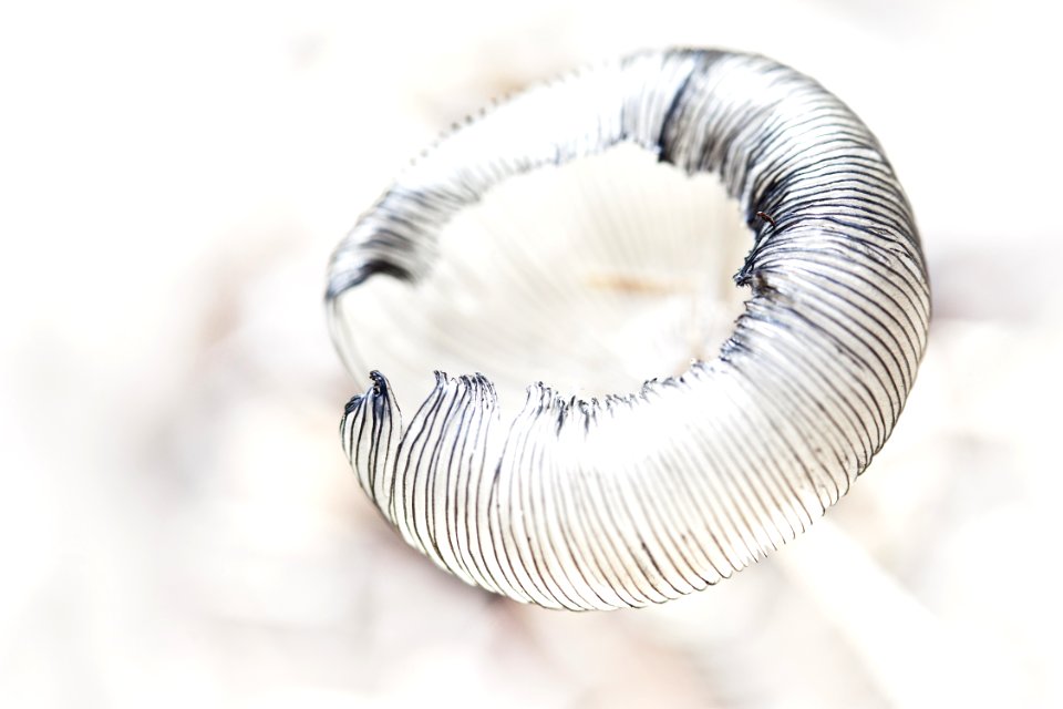 Close Up Product Design Macro Photography Eyelash