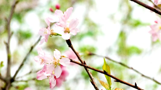 Blossom Branch Flower Pink photo