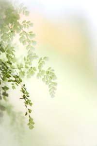 Green Leaf Branch Morning