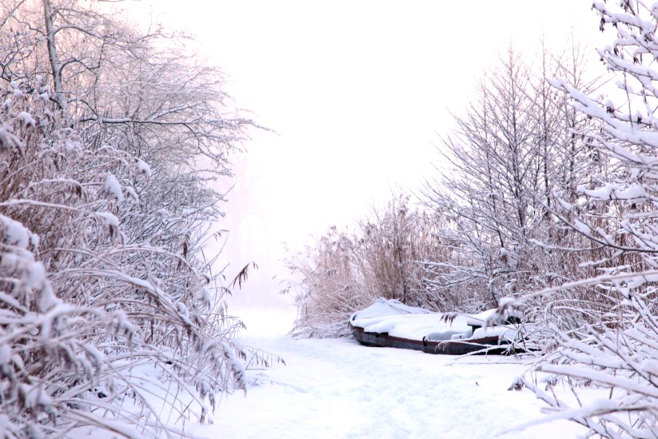 Snow Winter Frost Freezing