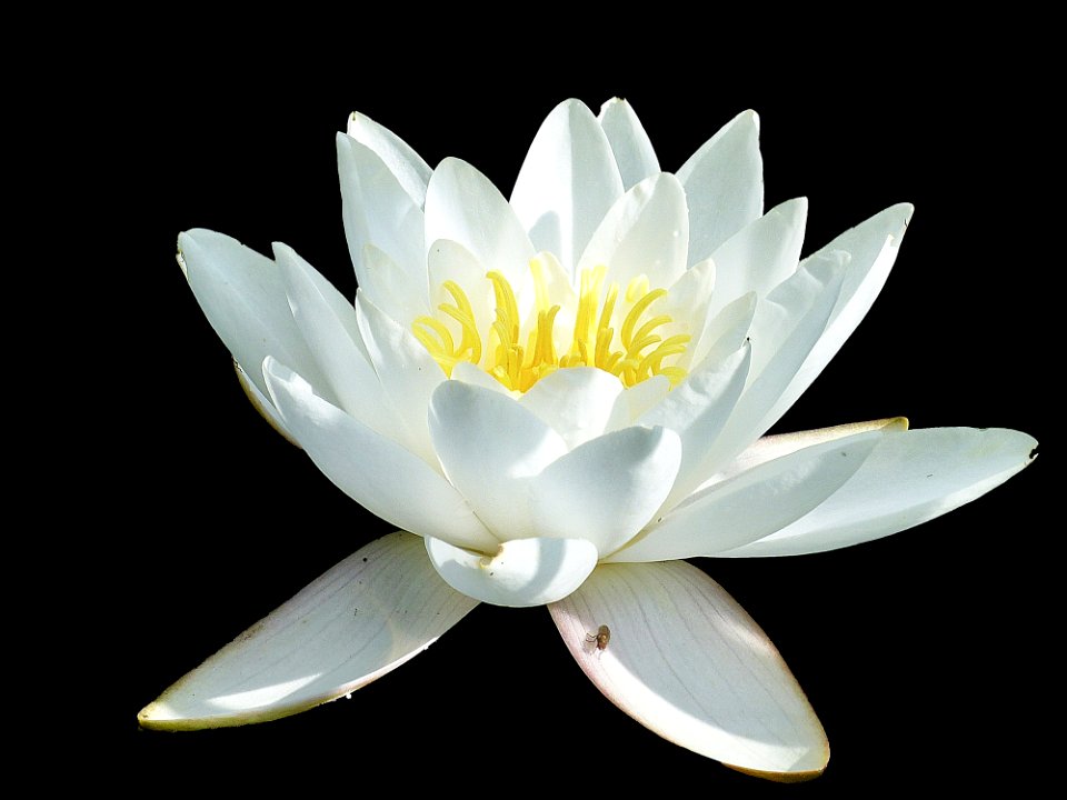 Flower White Flora Plant