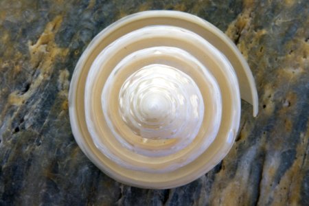 Macoma Veneroida Baltic Clam Circle