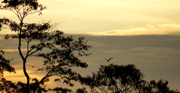 Sky Ecosystem Savanna Branch