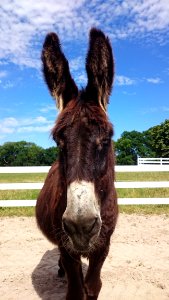 Donkey Horse Like Mammal Mane Bridle