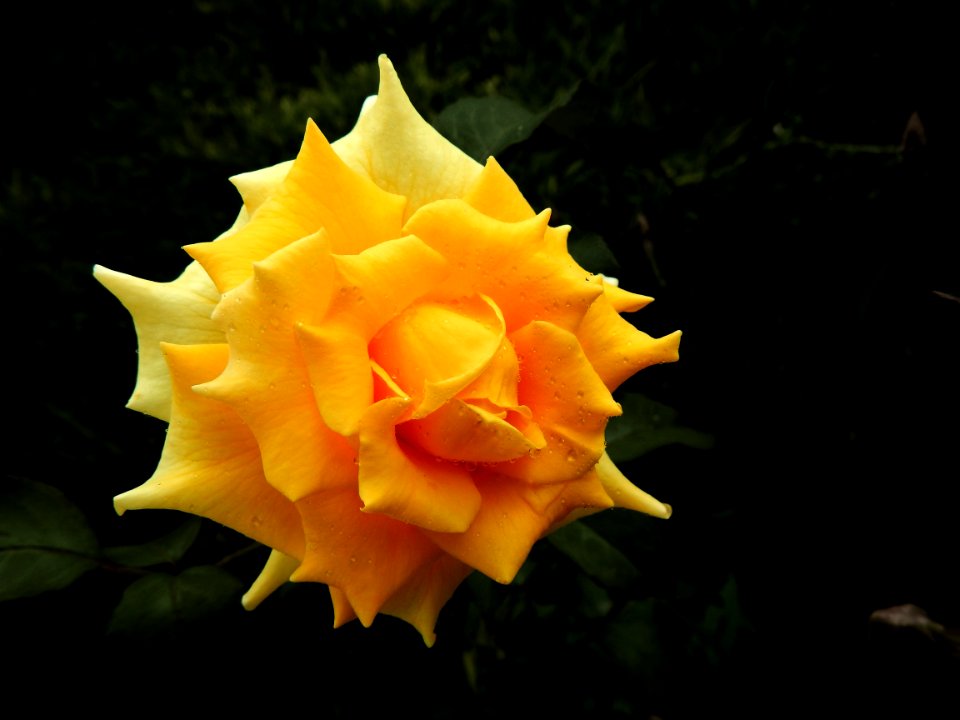 Flower Yellow Flora Rose Family