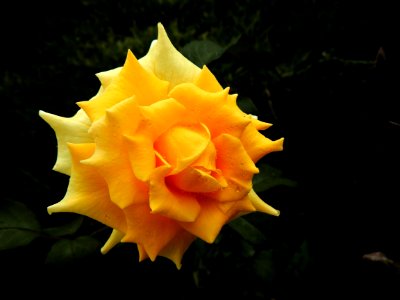 Flower Yellow Flora Rose Family