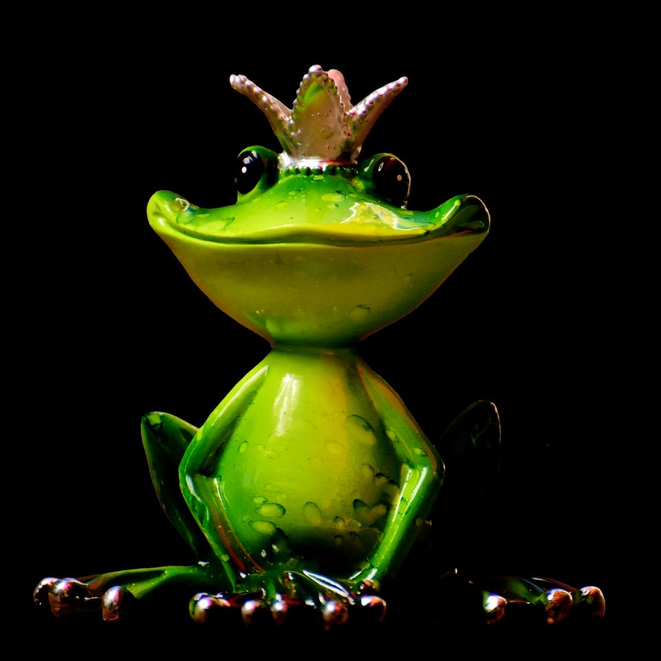 Ranidae Tree Frog Frog Amphibian