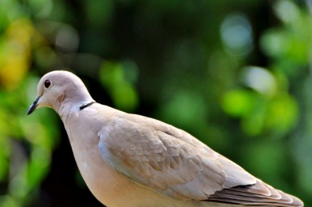 Bird Beak Fauna Pigeons And Doves photo