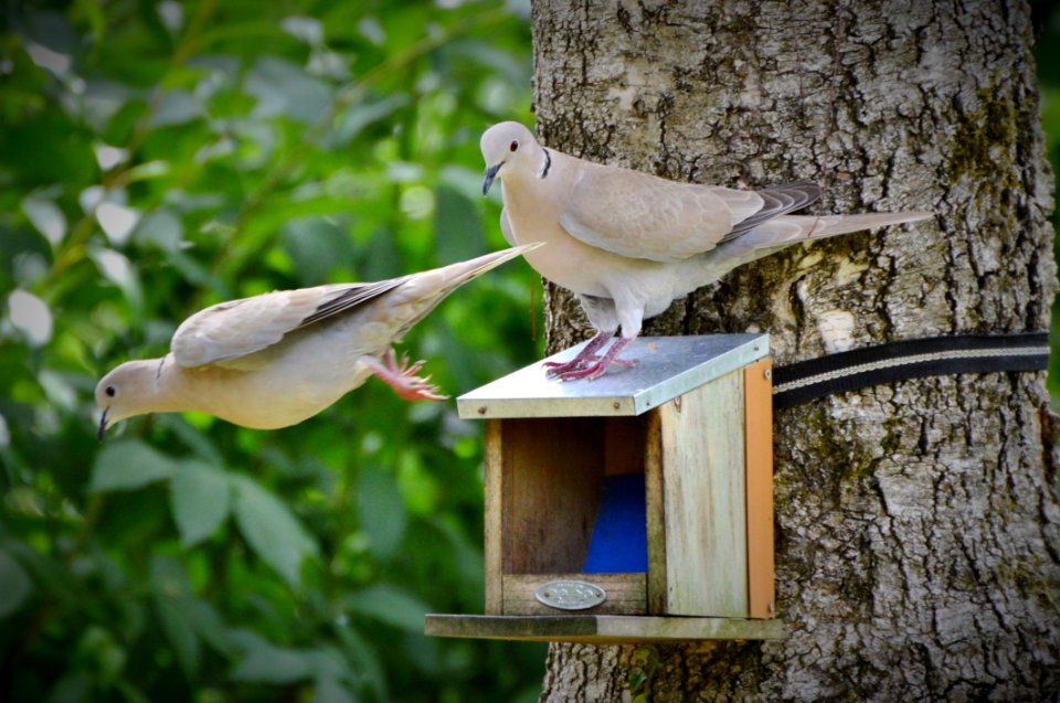 Bird Fauna Beak Pigeons And Doves