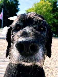 Dog Dog Like Mammal Dog Breed Snout