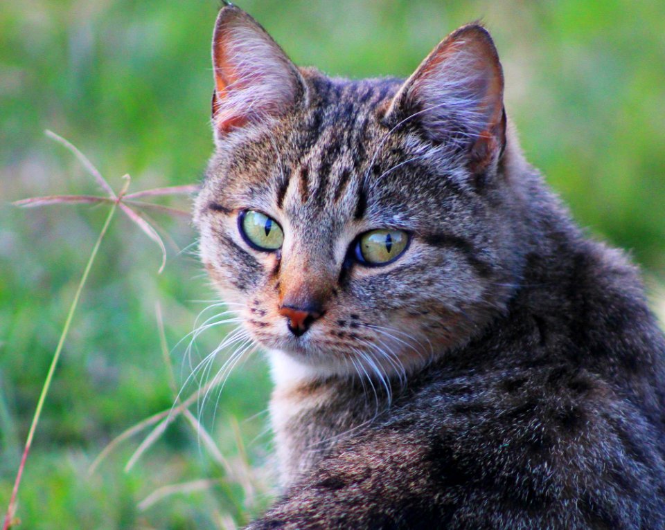 Cat Whiskers Fauna Mammal