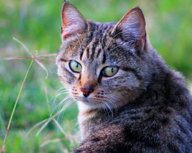 Cat Whiskers Fauna Mammal