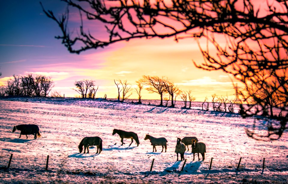 Sky Tree Winter Wildlife photo