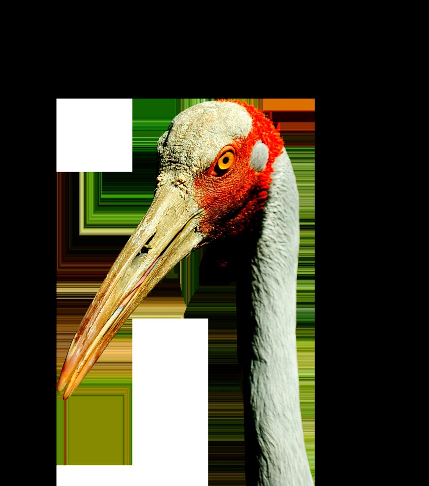 Beak Fauna Bird Crane Like Bird