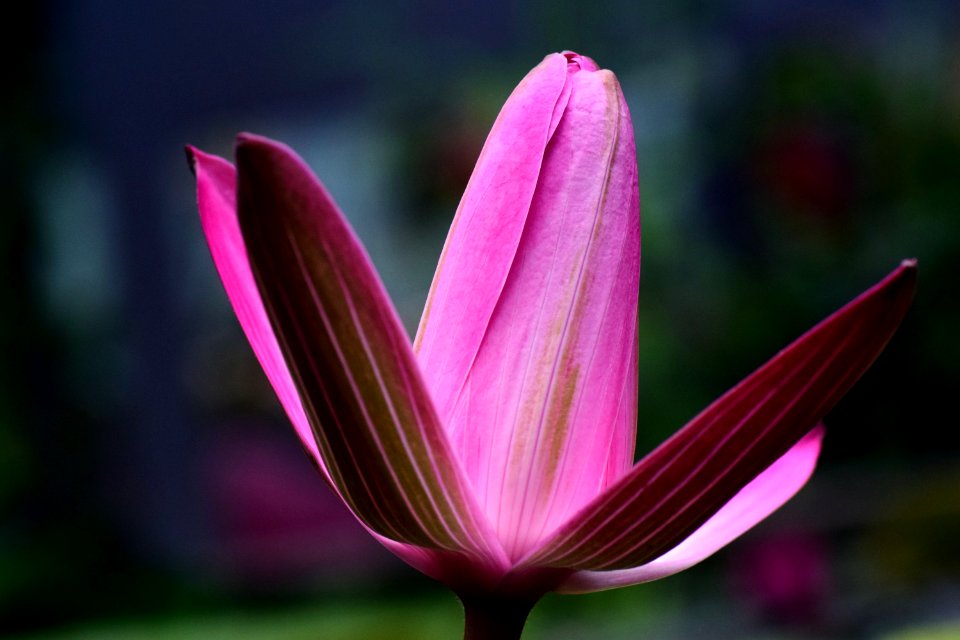Flower Plant Flora Wildflower
