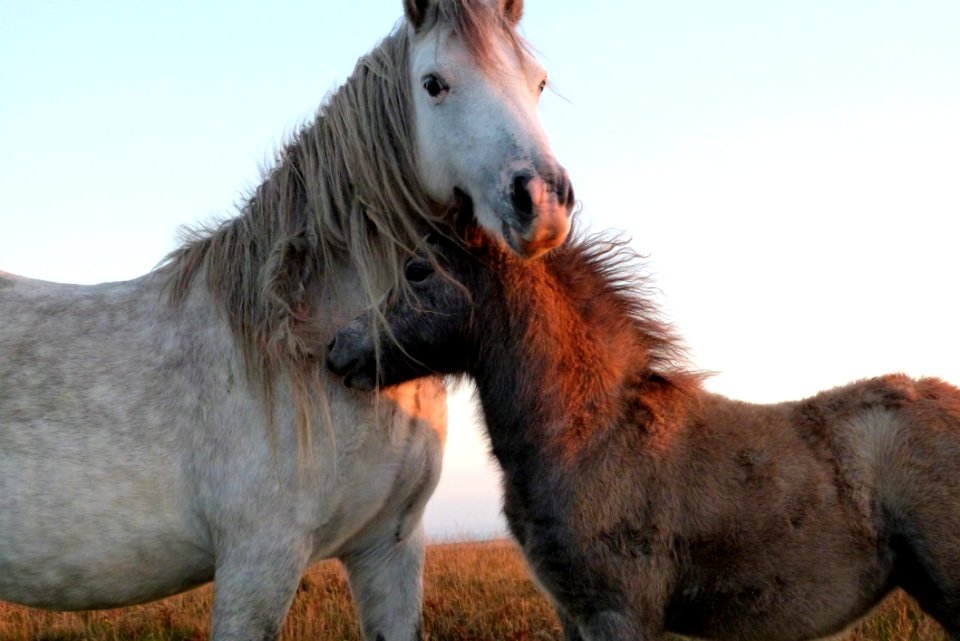 Horse Horse Like Mammal Mustang Horse Mane