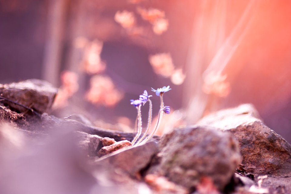 Macro Photography Close Up Photography Sunlight