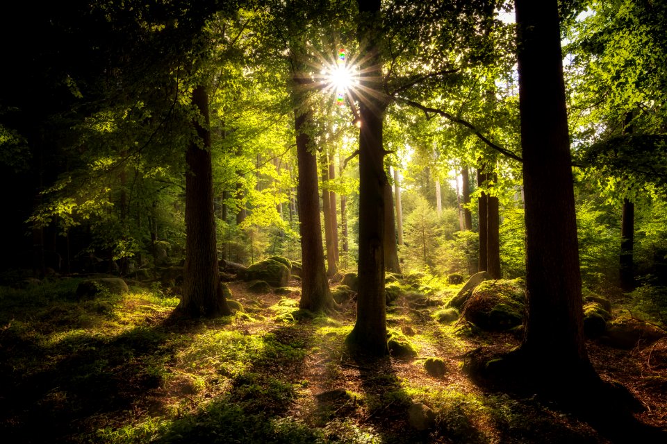 Forest Woodland Nature Ecosystem