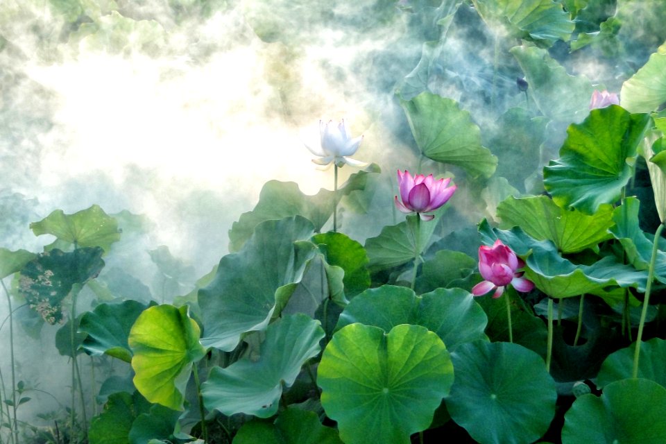 Flower Plant Lotus Sacred Lotus
