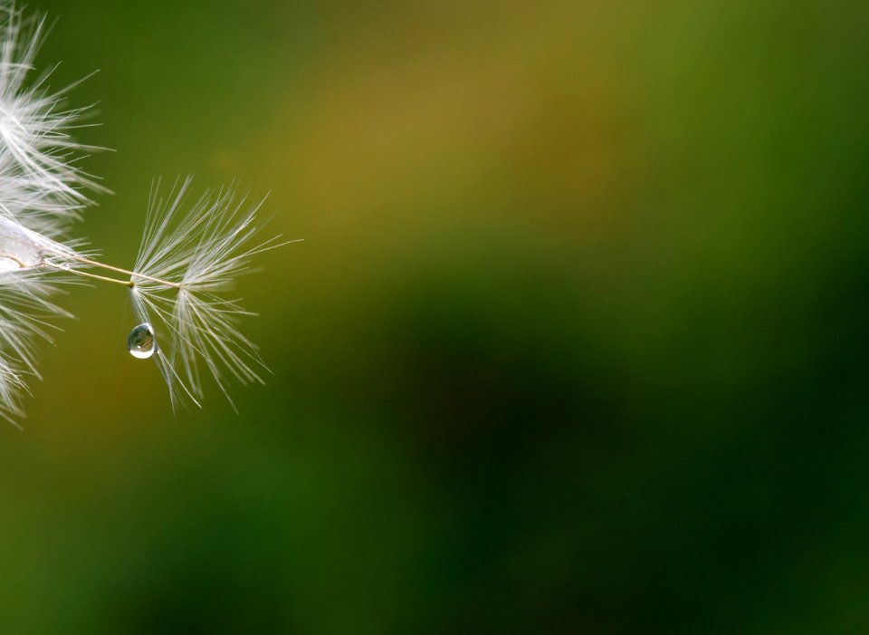 Vegetation Close Up Macro Photography Atmosphere Of Earth