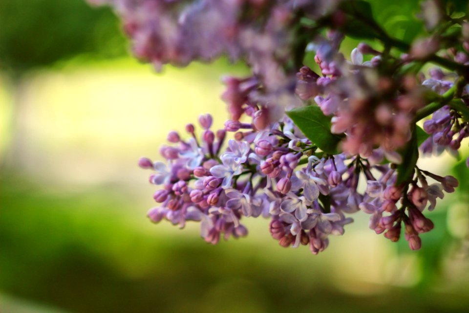Branch Lilac Flower Spring