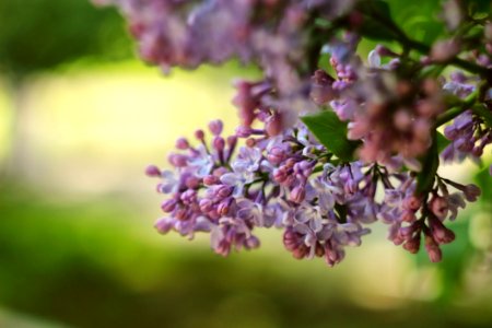Branch Lilac Flower Spring photo
