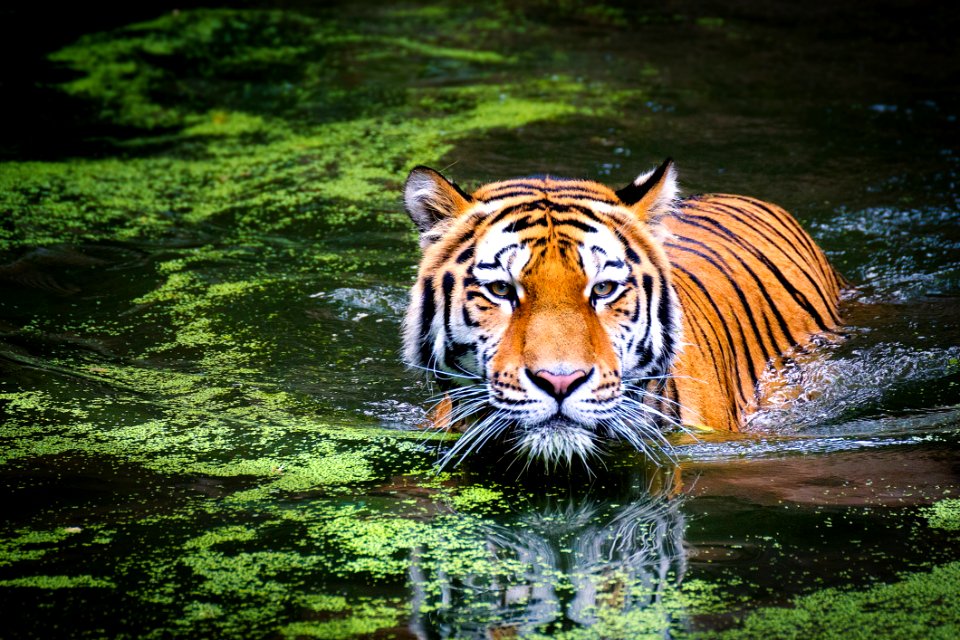Tiger Wildlife Mammal Fauna