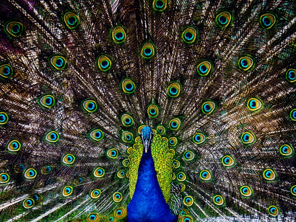 Peafowl Galliformes Feather Organism photo