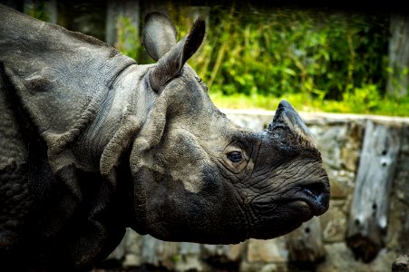 Rhinoceros Fauna Terrestrial Animal Horn photo