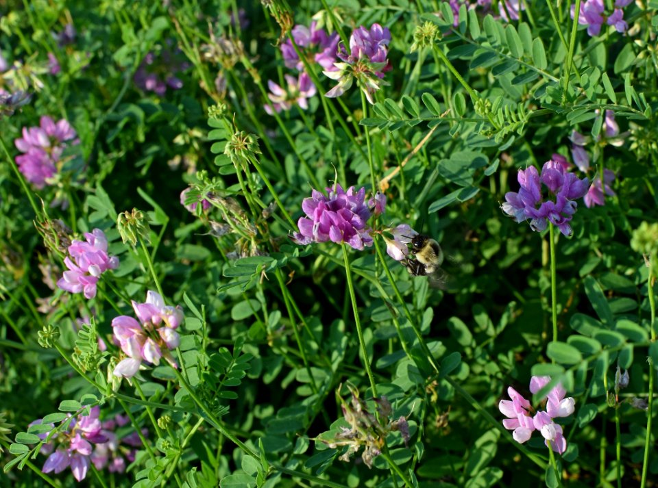 Plant Flower Subshrub Grass