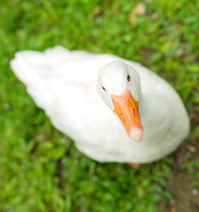 Beak Bird Water Bird Ducks Geese And Swans photo