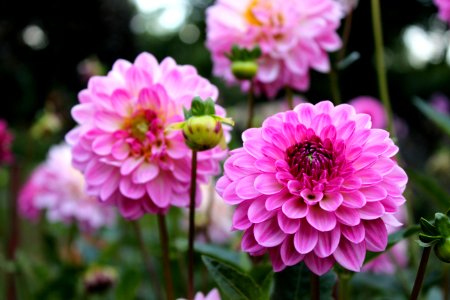 Flower Pink Plant Flowering Plant photo