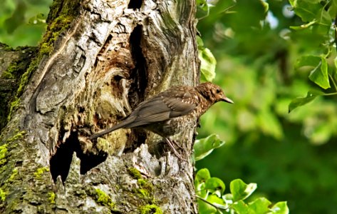 Bird Ecosystem Fauna Beak