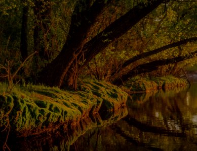 Reflection Water Nature Vegetation