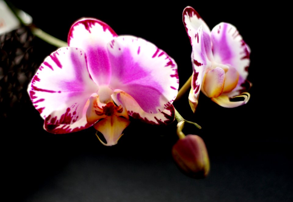 Flower Flowering Plant Plant Pink