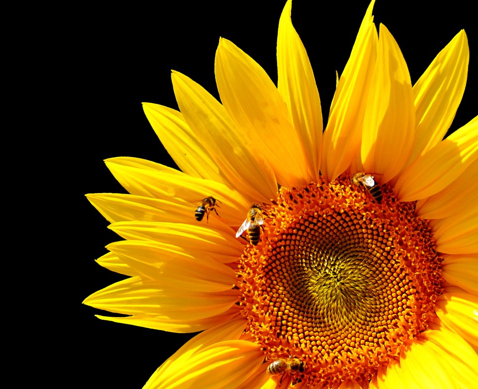 Flower Sunflower Yellow Sunflower Seed