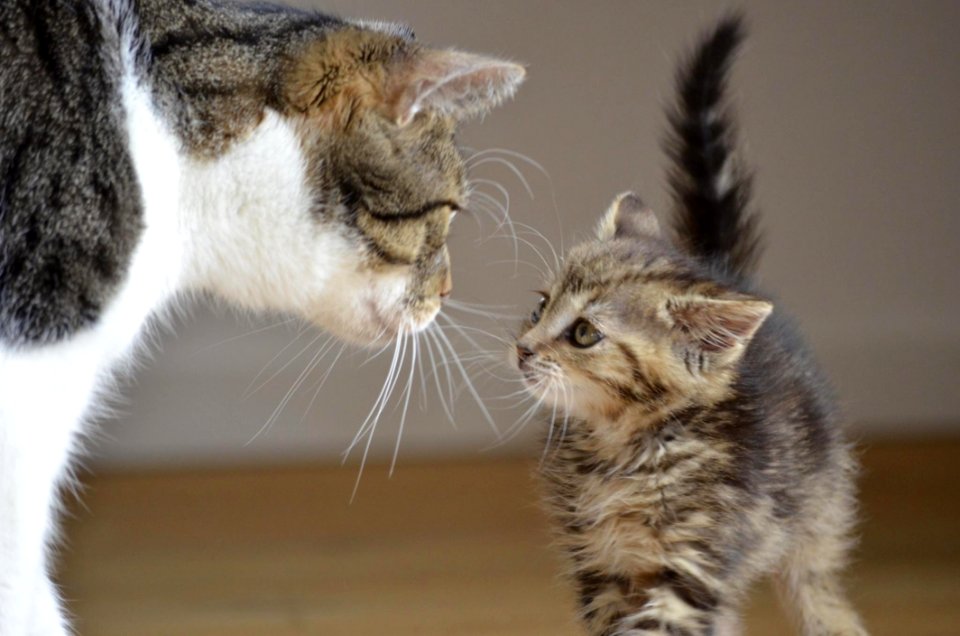 Cat Small To Medium Sized Cats Fauna Cat Like Mammal