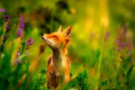 Fox Wildlife Red Fox Mammal photo